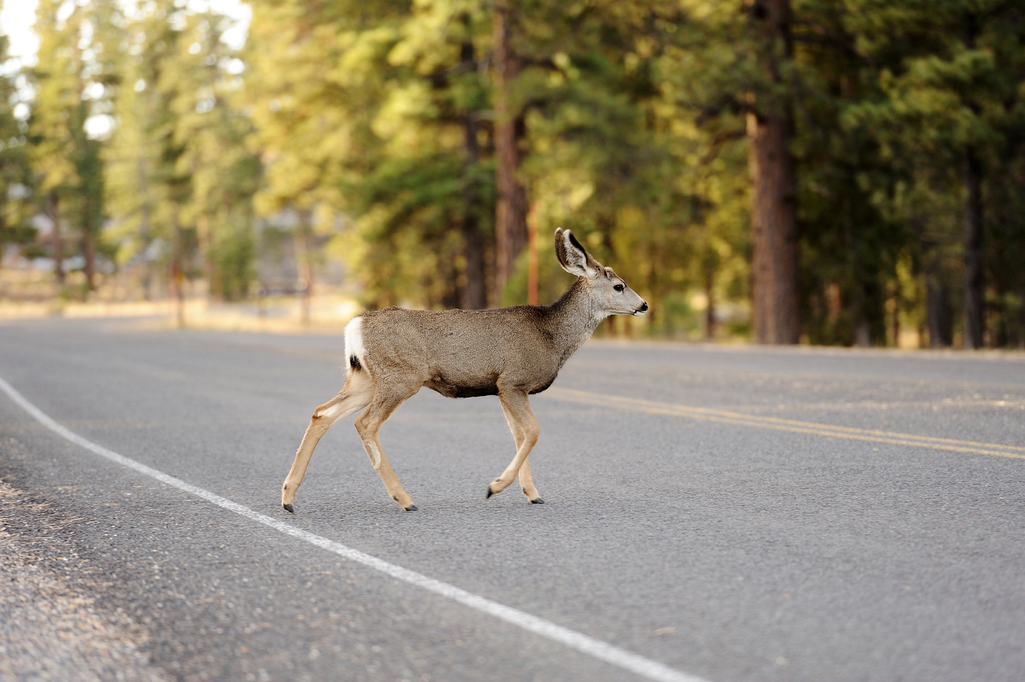Avoiding Minimizing Deer Related Crashes